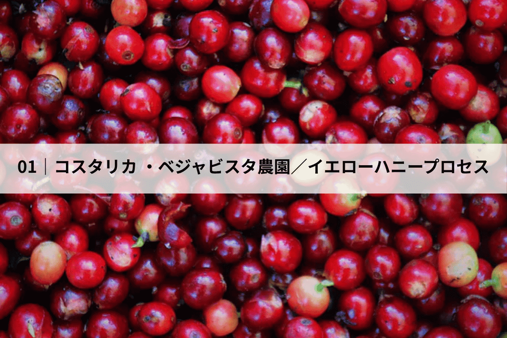 コスタリカベジャビスタ農園