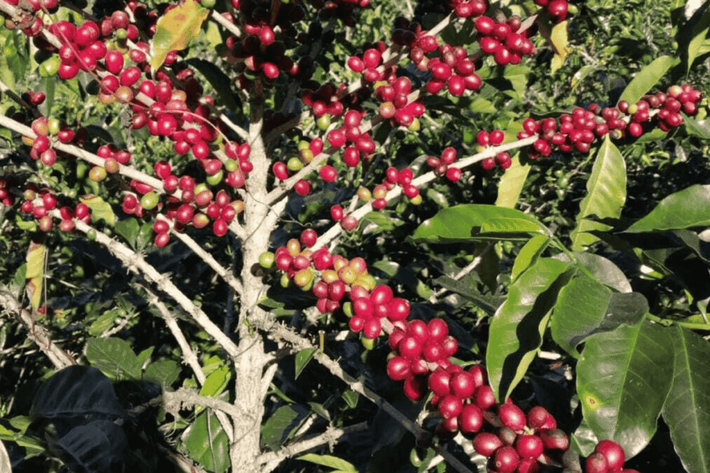 パナマゲイシャ